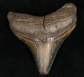 Posterior Megalodon Tooth - South Carolina #7491-1